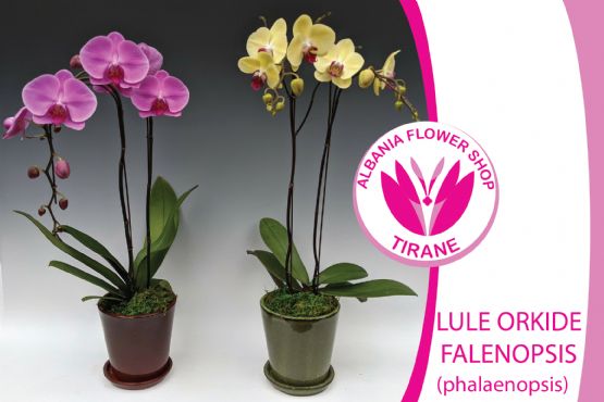 Lule Orkide Falenopsis Phalaenopsis ngjyra Lejla dhe e verdhe nga Albania Flower Shop Tiranë